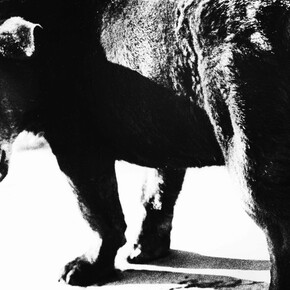 Daido Moriyama, Stray dog (detail), Misawa, Aomori, 1971. Courtesy of the Henri Cartier-Bresson Foundation