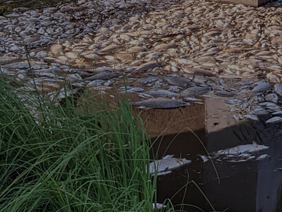 During the 2022 Oder environmental disaster, deceased fish were found in the Oder River
