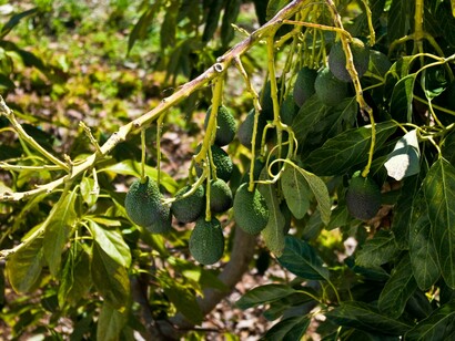Plantación de aguacates