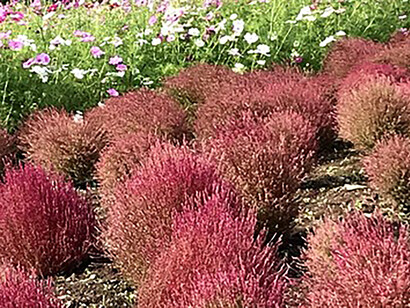 Hitachi Seaside Park in Ibaraki prefecture © Alma Reyes