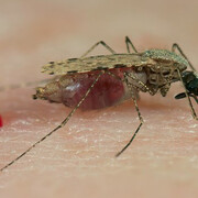 Parasites. Courtesy of National Museum of Scotland