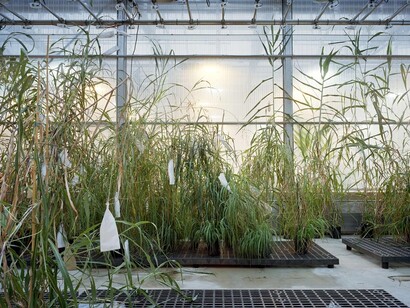 Thomas Struth Sorghum