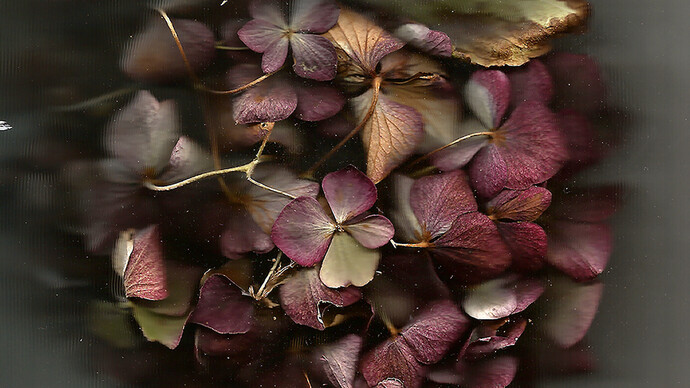 M. Nardone 2016 - Nature morte par scanner fleur mauve - 30x30 cm - Chromaluxe - éd. 8