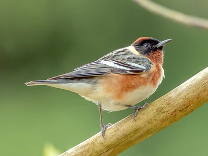Los pájaros van acurrucándose, dejando que el sonido del atardecer se envuelva en ese color rojizo que embriaga