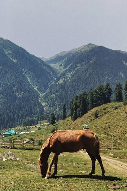 A herd of sheep grazing on the vibrant green fields of Doodhpathri (Valley of Milk), Jammu & Kashmir, India, under the bright daylight