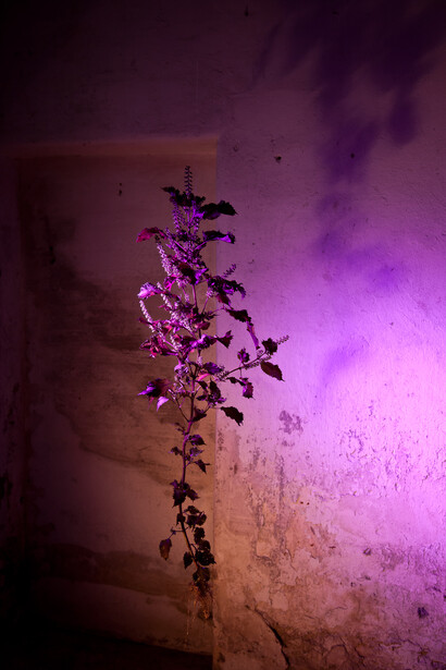 Naked Plants, #04