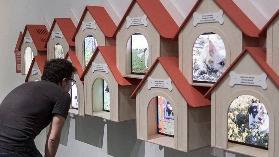 Cats and Dogs. Courtesy of Pavilhão do Conhecimento | Centro Ciência Viva