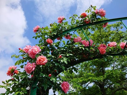 Il roseto botanico di Carla Fineschi di Cavriglia