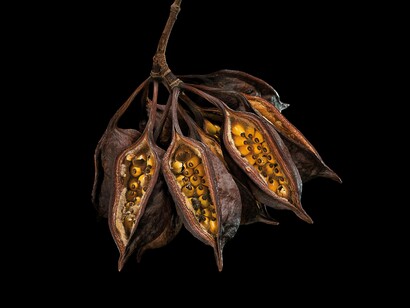 Brachychiton populneus, Semi (5 Continents Editions), photo Paul Starosta