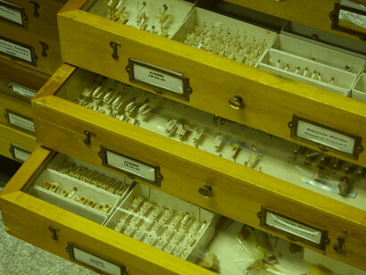 Museo de Insectos de Interés Agrícola, INIA, Maracay, Venezuela