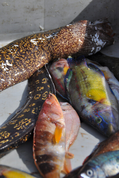 Marsaxlokk, photo by Virginie Lalere  