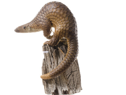 Mammals. Courtesy of Tadas Ivanauskas Zoological Museum