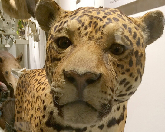 Central and South America. Courtesy of Harvard Museum of Natural History