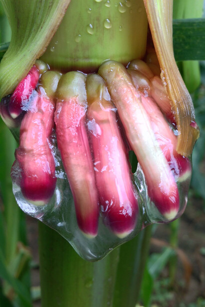Raíces adventicias de la raza de maíz olotón cubiertas de material mucilaginoso