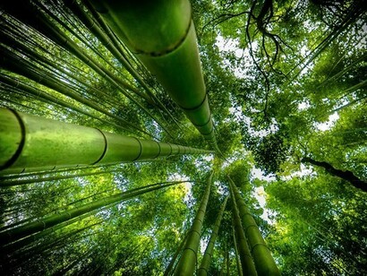Come possiamo ridurre il nostro impatto sull’ambiente?