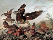 John James Audubon (1785-1851), Hawk Pouncing on Partridges, c. 1827, Oil on canvas, 66 x 101.6 cm, loaned by University of Liverpool Victoria Gallery & Museum, Photograph reproduced with the kind permission of University of Liverpool Victoria Gallery & Museum