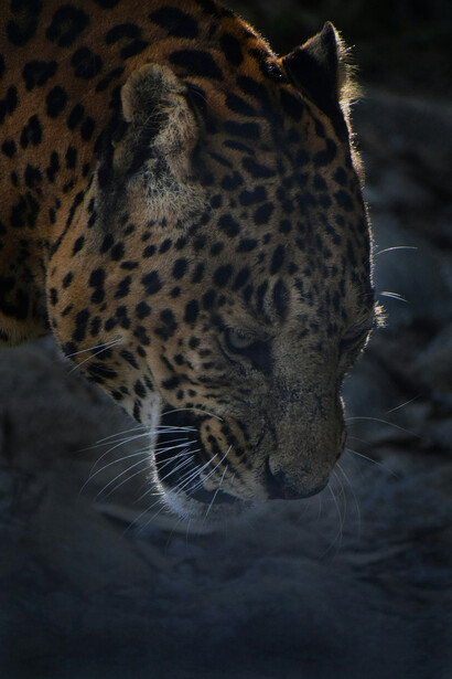 Leopard at night in Binsar, India