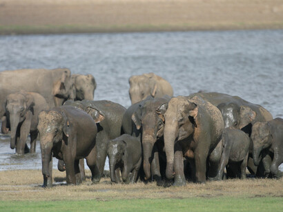 The seasonal Elephant Gathering is nearby © Gehan de Silva Wijeyeratne