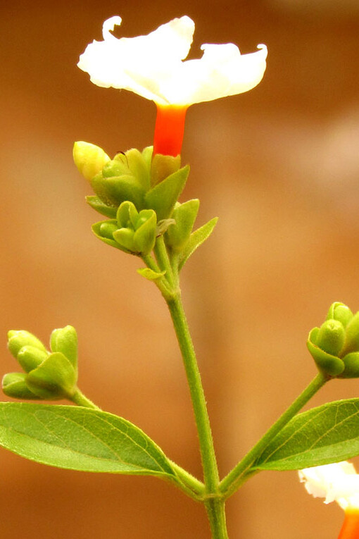 Flores de jasmim da noite, (*Nyctanthes arbor- tristis*) 