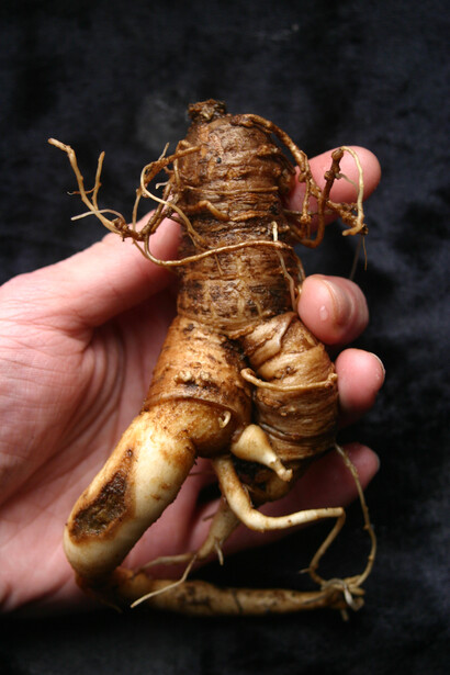Radice di Mandragora