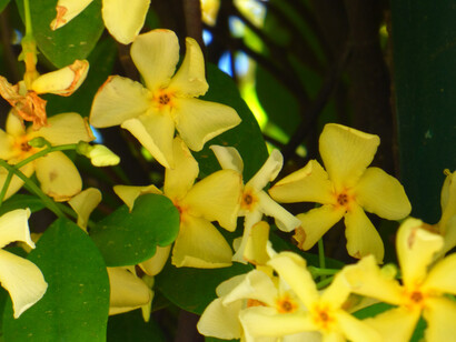 Trachelosperum asiatiaticum 'Luteum' 