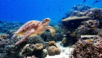 Você sabia? Que a cada dois respiros que você dá, um deles vem diretamente da produção das algas marinhas? O mar abriga milhares de animais marinhos, uma biodiversidade que ainda nem conhecemos por completo, mas que já estamos destruindo com materiais que parecem eternos…