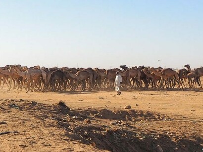 Il mercato dei cammelli, Omdurman, Sudan