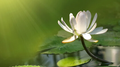 Un fiore di loto