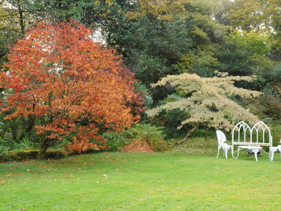 Spettacolo di stagione con i colori degli alberi di Nyssa sylvatica e Cornus controversa, foto Enzo Valenti