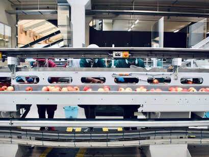 Within the premises of a Northern Italian apple processing company, one can spot a substantial white machine adorned with vibrant orange balls