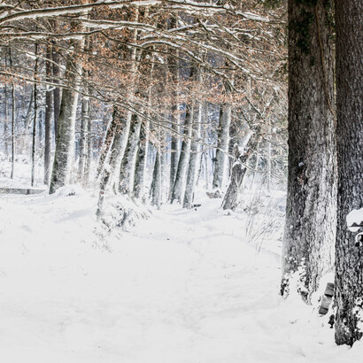 Winterlight, ph. by M. Stillwater