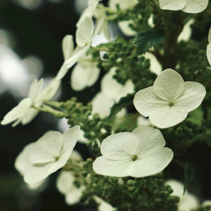 Dans un environnement de travail, les plantes permettent l’augmentation de la concentration et de la productivité