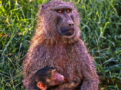 Kenya, Babbuino con piccolo, foto di Sergio Pessolano