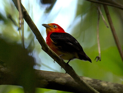 Crimson-hooded manakin, Menino Jesus  community (Brazil) @ Ashish Kothari