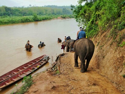 The elephants of the sanctuary are taken to the Mekong River in Laos for a nice bath