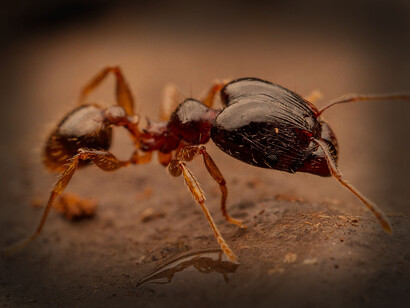 Hormiga leona «Pheidole megacephala»