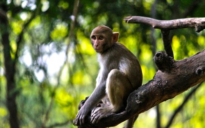 I poteri deontici, cioè obblighi, divieti e permessi, non sembrano essere una prerogativa esclusiva degli esseri umani, ma emergono anche in molte società animali complesse