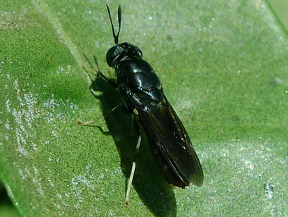 Hermetia illucens