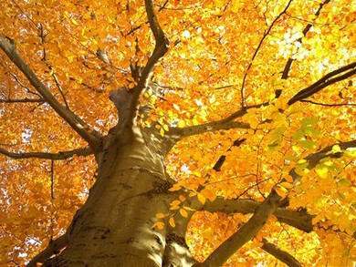 Lo splendore dell'oro