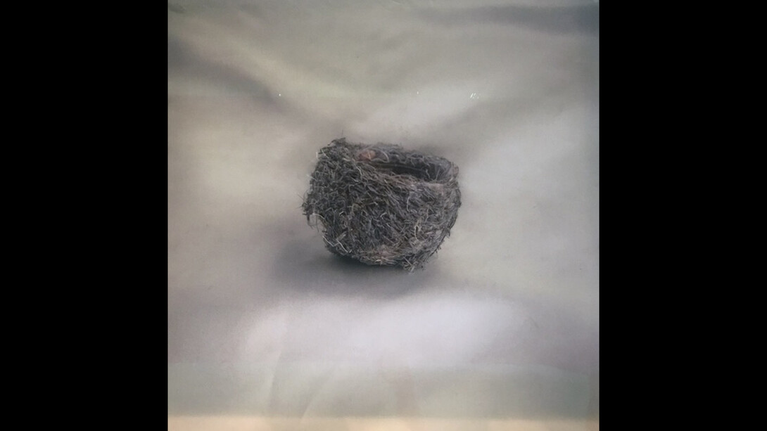 Nests. Courtesy of Brickworks Gallery