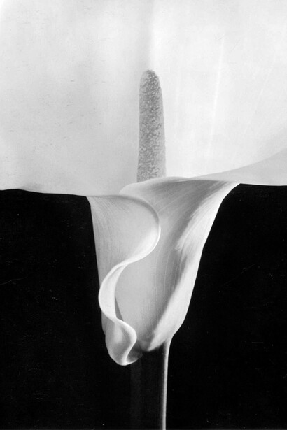 Robert Mapplethorpe - Calla Lily, 1988 (detalhe)