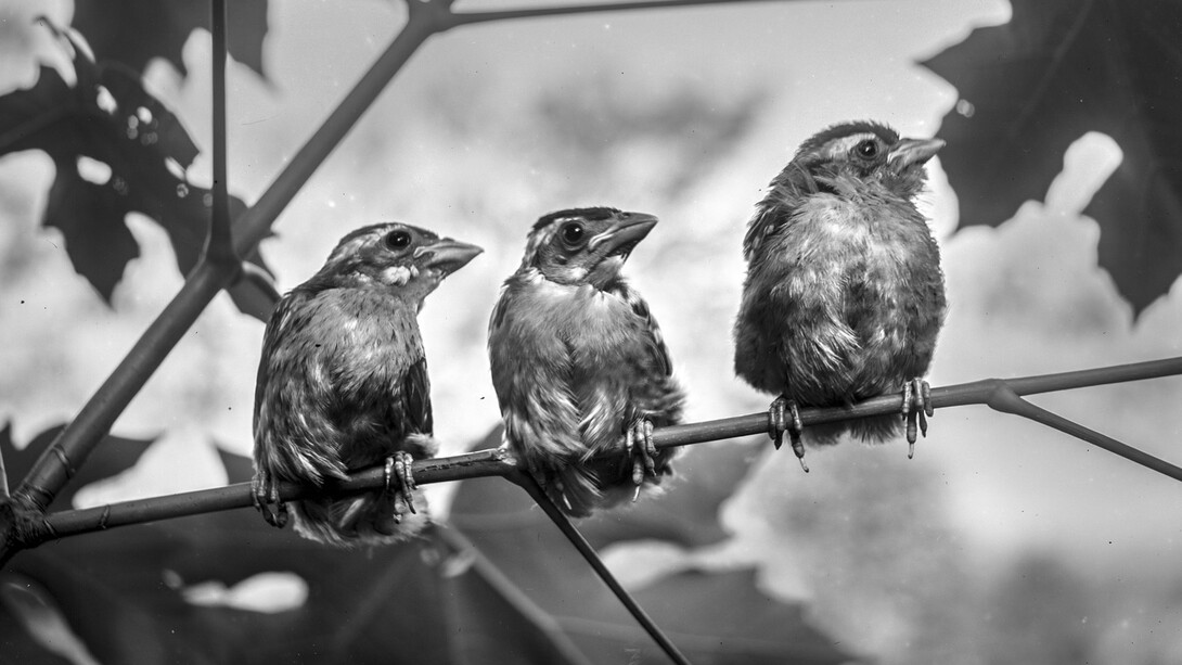 Birds on the Wire. Courtesy of Oregon Historical Society