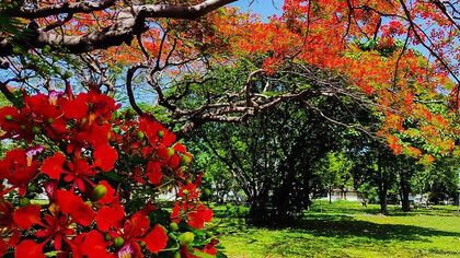 Flamboyan en Maracay, Aragua, Venezuela