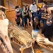 Gallery of Evolution. Courtesy of Royal Belgian Institute of Natural Sciences