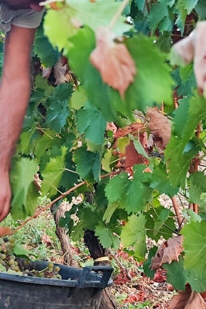 Durante la vendemmia, ogni grappolo raccolto racconta la storia di una stagione passata sotto il sole e la pioggia