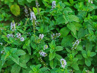 La menta è associata alla mente femminile