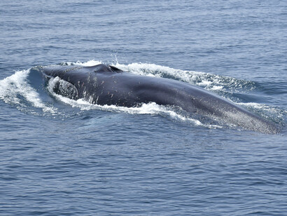 Rorcual común, el segundo animal más grande del planeta, solo superado por la ballena azul