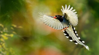 Urraca piquirroja en vuelo