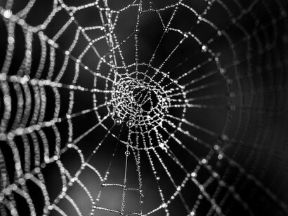 Permaneció dormitando, proyectando esa telaraña, que iba creciendo en el interior hueco de un ombú