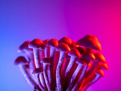 La terapia con psilocibios, hongos alucinógenos, que te permiten conectar contigo, fue un viaje alucinante